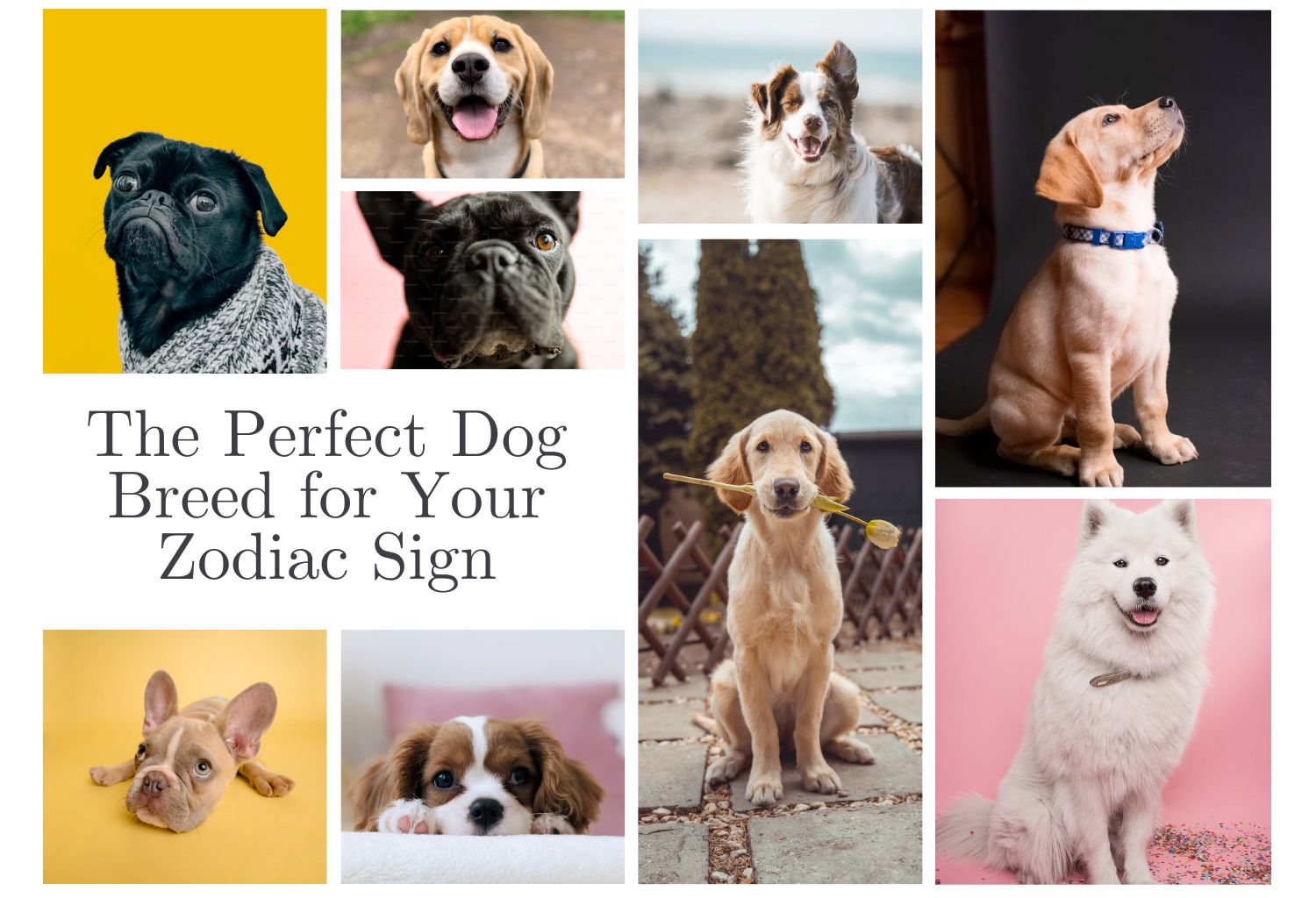 Perfect Dog Breed for Your Zodiac Sign