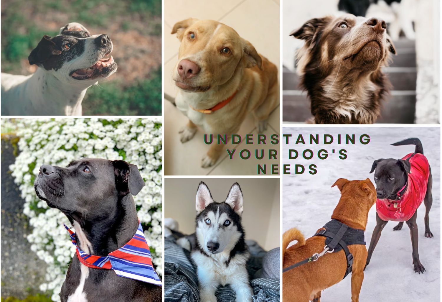 Understanding Your Dog's Needs